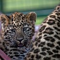 slides/IMG_3501.jpg wildlife, feline, big cat, cat, predator, fur, leopard, cub, amur, siberian, eye WBCW71 - Amur Leopard Cub